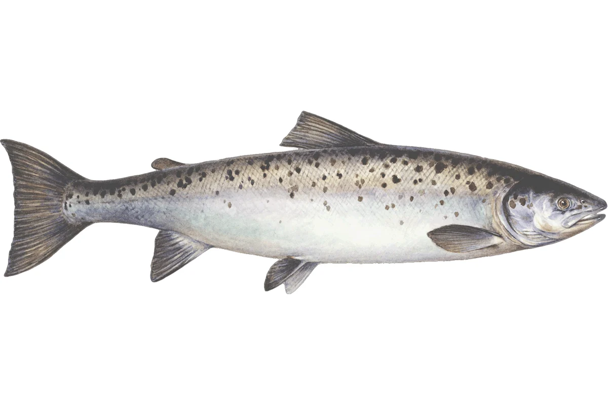 atlantic-salmon